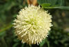 Albizia bloem